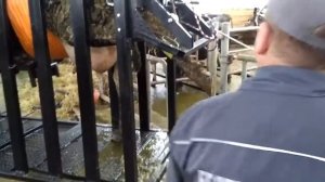 Станок Ортопед ("АгриПО"). Подъем и фиксация заднего копыта