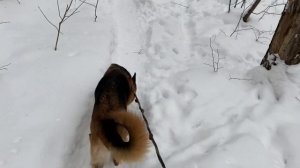 Прогулка с немецкой овчаркой в зимнем лесу. Гуляем с Альфой🐶