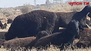 Гиссарский овцы Таджикистан хатлонский области кабадиенский район участка советобод