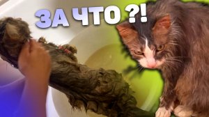 Моем кота от блох / Снимаем для Бусти Белки / Влог 21.06.24