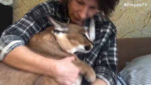Big Floppa Had a Good Time with Owner : Caracal