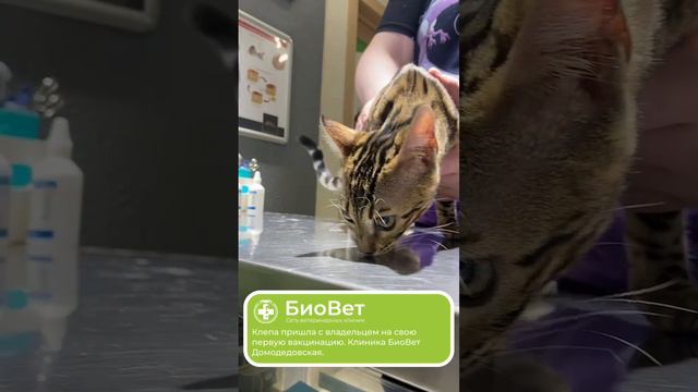 Клепа пришла с владельцем на свою первую вакцинацию. Клиника БиоВет Домодедовская.