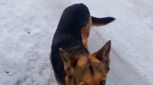 Собаку Марту ругаю