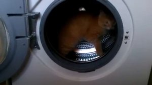 кот в стиральной машинке