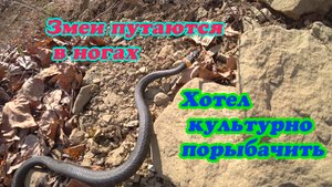 ЗМЕИ КИШАТ, А ХОТЕЛ КУЛЬТУРНО ПОРЫБАЧИТЬ.