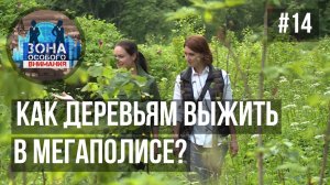 Деревья в городе. Зона Особого Внимания #14