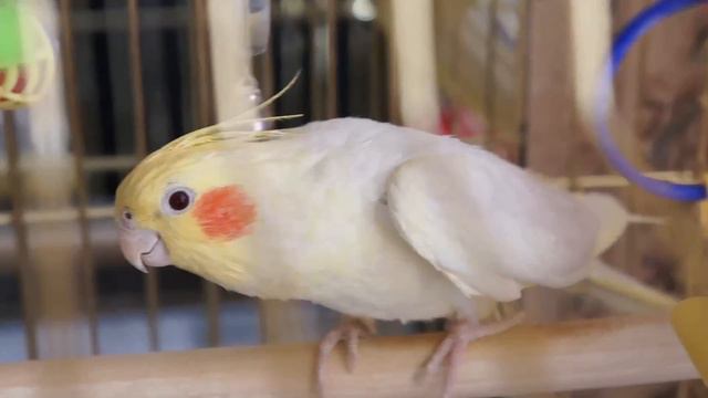 Корелла - соловей. Cockatiel
