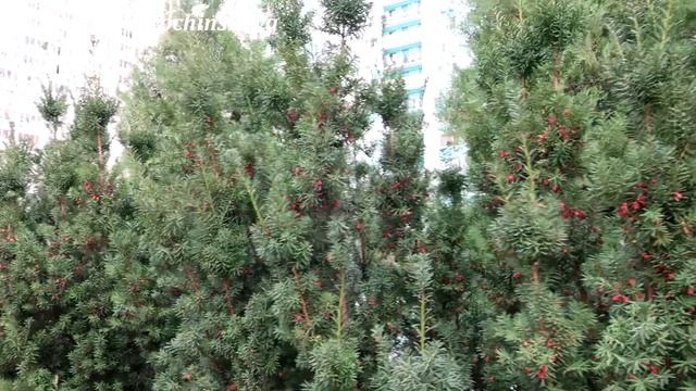 Левенцовка! Тисовая аллея Ростов-на-Дону/ Leventsovka! Yew Alley Rostov-on-Don смотреть онлайн