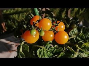 Горшечно желтые томаты для балкона и подоконника