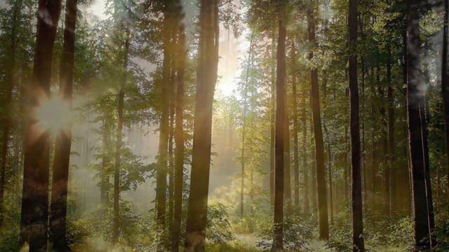 Звуки утреннего леса, природы, пение птиц, для релаксации, сна, Медитации, Relax смотреть онлайн