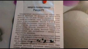 Капуста. Один из лучших гибридов - Ринда F1