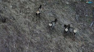 Алтайский заповедник. На заповедных берегах Телецкого озера. Медведи, косули, маралы, кабаны.