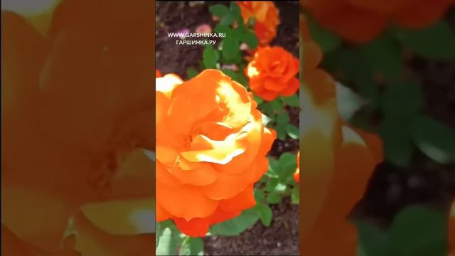 СУПЕР-ОРАНЖЕВАЯ ДЕВОЧКА 🧡...и это мы про розу 🌹