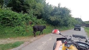 Не гони... смотри до конца. Лазаревское. Лето.