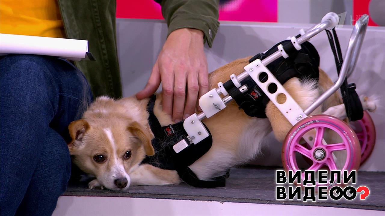 Второй шанс: коляска для собаки. Видели видео? Фрагмент выпуска от 19.01.2020