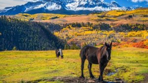 Christopher Brough. Angels Dancing