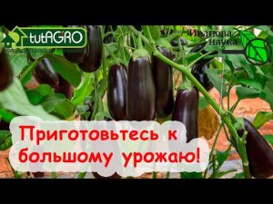 Смотрите! ВОТ почему УВЯДАЮТ баклажаны, томаты и огурцы. Как не потерять урожай из-за ошибки.