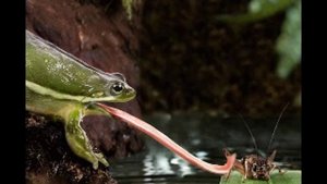 Про лягушек. Часть первая.