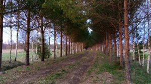 #19. День Победы! Первое посаженное дерево. [Жизнь на своей земле]