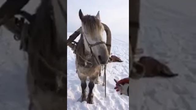 Лошадь ест рыбу, как кошка смотреть онлайн