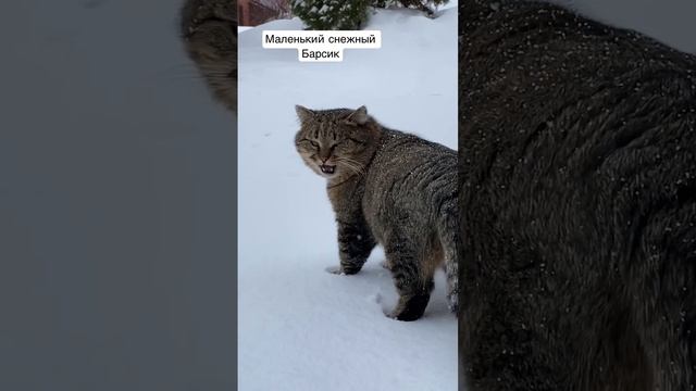 Назовем барсик. Почему кота назвали Барсик. Кошка Барсик какой породы.