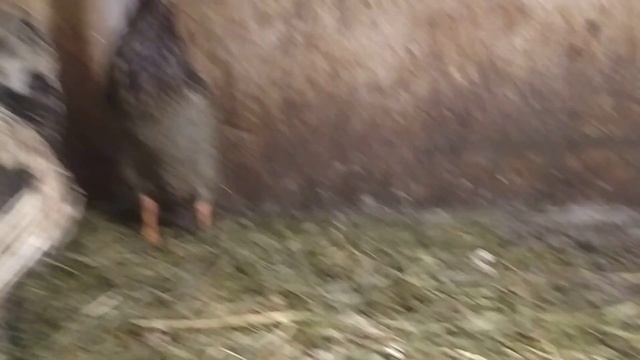 В МОРОЗ ЕЩЁ И ВРЕМЯ ПЕРЕПУТАЛА. КУРЫ МЁРЗНУТ? смотреть онлайн