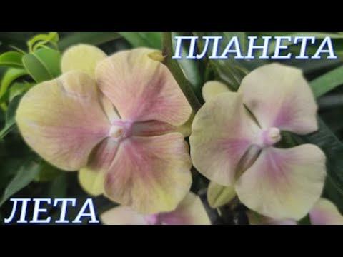 №869/ ОБЗОР растений на высадку и ОРХИДЕЙ в ПЛАНЕТА ЛЕТА