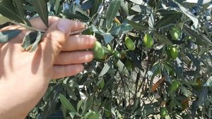 Как растут маслины, оливки, на деревьях!