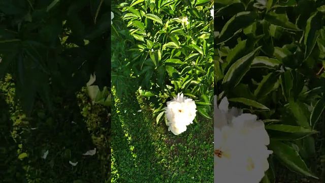 Light Pink Peony bloom. I believe the color is spectacular.