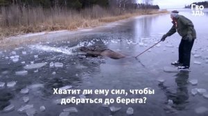 Женщина Смело Рубит Лед под Ногами, Чтобы Освободить Зверя