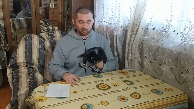 Почему кролик стучит лапой по полу смотреть онлайн