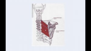 Ромбовидная и малая грудная мышцы. Или почему немеют руки