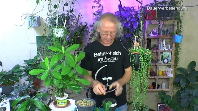 Mango Pflanzen pflegen, Peperomia Raindrop Variegata neues Blatt und Philodendron bewurzelt einpfl. смотреть онлайн