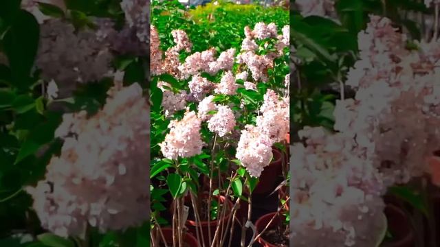 Вторая часть видео про сирень в питомнике растений Fix Garden