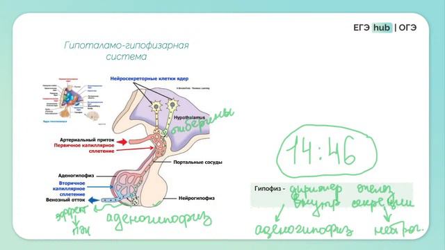 Эндокринная система для ОГЭ по Биологии (часть 1) | гормоны | эндокринка | ОГЭ Биология 2024 смотреть онлайн
