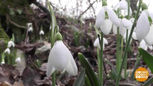 Цветочные браконьеры. Доброе утро. Фрагмент выпуска от 03.03.2020