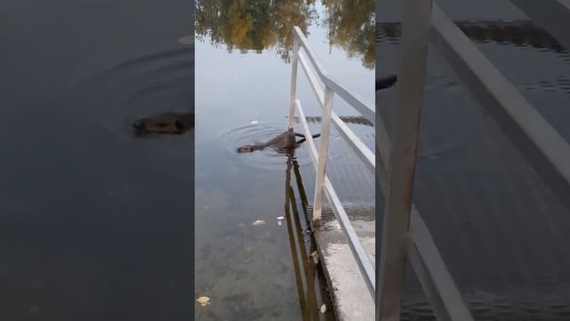 Бобёр, нутрия приплыл на пляж! Животные, animals, красота природа. смотреть онлайн