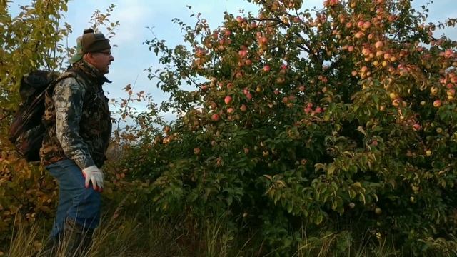 Дикая яблоня. Большой урожай осенних яблок. смотреть онлайн
