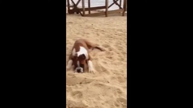 Funny crazy dog (смешные сумасшедшие собаки ) смотреть онлайн