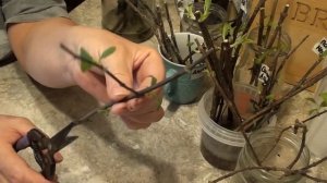 Зимнее размножение  гортензий зеленым побегом и укоренным черенком в воде !