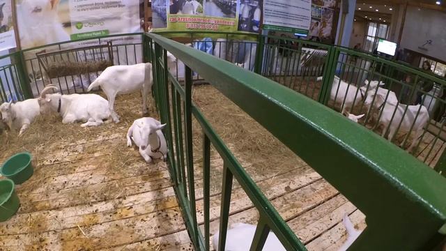 ЛПХ Мои зааненские козы смотреть онлайн