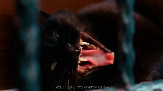 ЧЕРНЫЕ КОШКИ. ПОЧЕМУ КОШКИ ЧЕРНЫЕ.