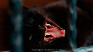 ЧЕРНЫЕ КОШКИ. ПОЧЕМУ КОШКИ ЧЕРНЫЕ.