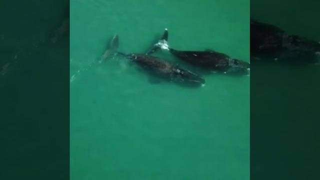 Шантарские острова. Охотское море. Сюда трудно добраться, поэтому природа не тронута цивилизацией.