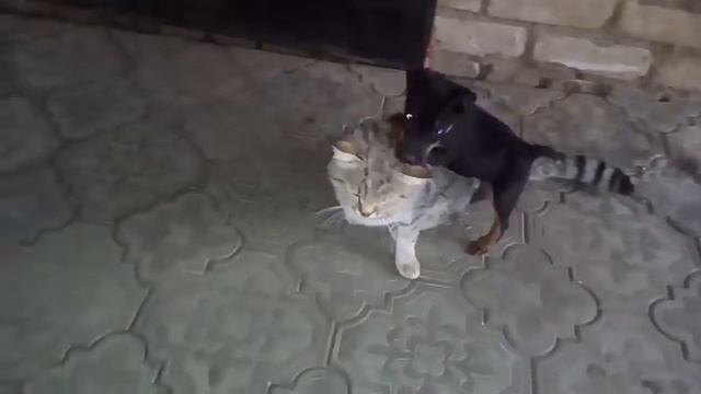 Первая встреча с котом. Щенок Ягд Теръера 2месяца смотреть онлайн