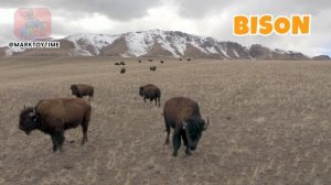 Звуки диких животных: величественный рев диких бизонов #farmanimals #wildlife