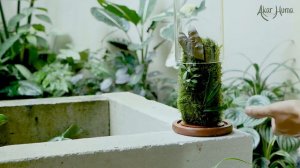 Quick Review on DOME TERRARIUM with Fissidens, Orchids & Syngonium