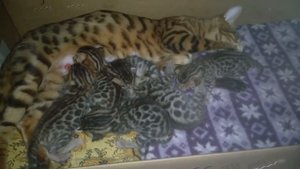 Золото бенгалов, питомник бенгальских кошек Екатеринбург, бенгальские кошки