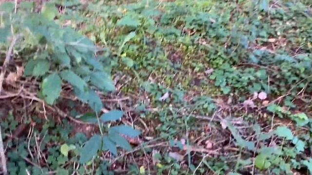 Рядовка фиолетовая . Вкусный гриб . смотреть онлайн