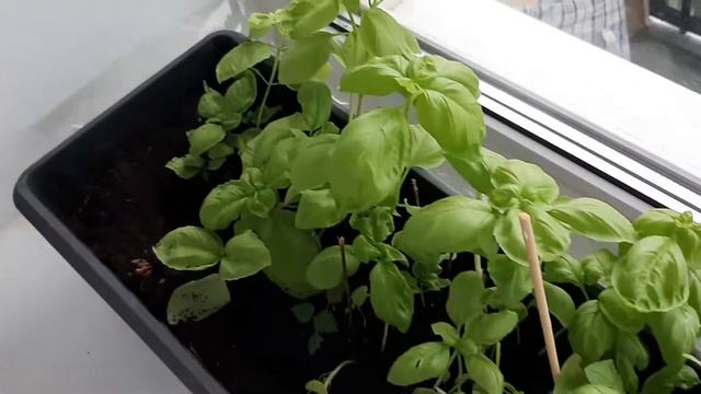 Зелень на подоконнике